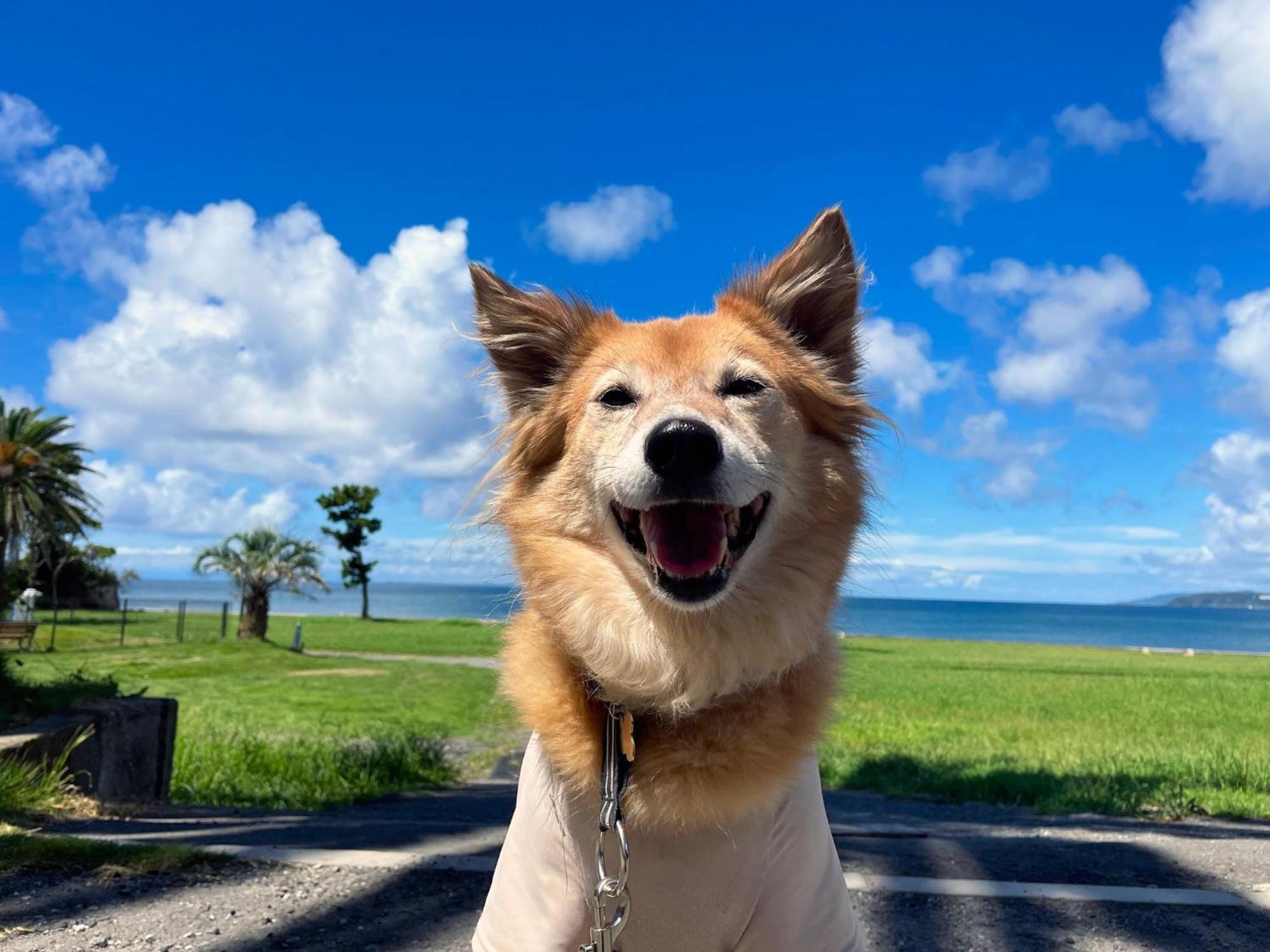 Japari Tateyama - Vacation Stay 84008V Екстериор снимка