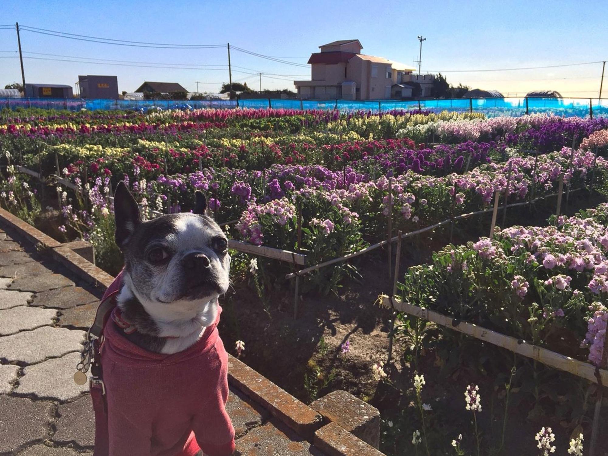 Japari Tateyama - Vacation Stay 84008V Екстериор снимка
